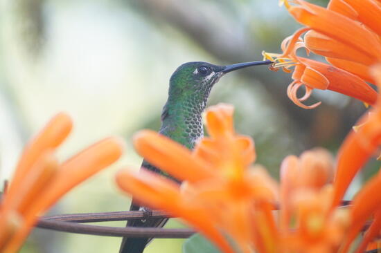 SERDEI KALANDOK - COSTA RICA